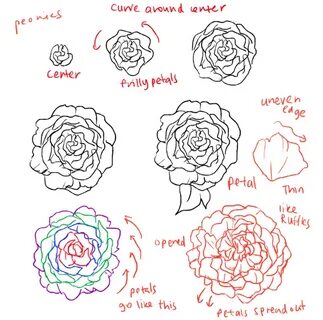 THERE ARE DIFFERENT KINDS OF PEONIES Peony drawing, Roses dr