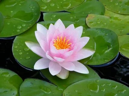 JULY secondary birth month flower: Water Lily, symbolizing '