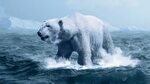 Скачать 1920x1080 белый медведь, полярный медведь, океан, фо