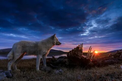 Avainsana #kingdomofthewhitewolf Twitterissä (@natgeowild) — Twitter