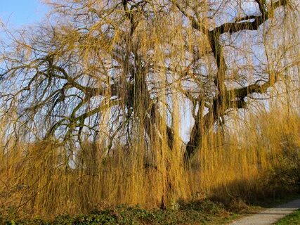 Huge weeping willow free image download