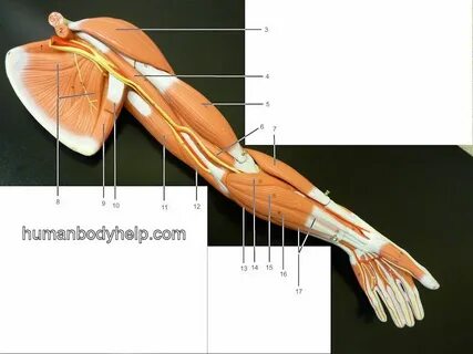 Upper Extremity - medial - Human Body Help