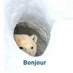 Bonjour Bear (@BearBonjour) Twitter Tweets * TwiCopy