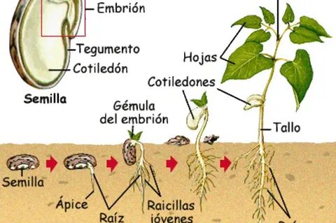 Semillas: partes que la componen, germinación, longevidad y 