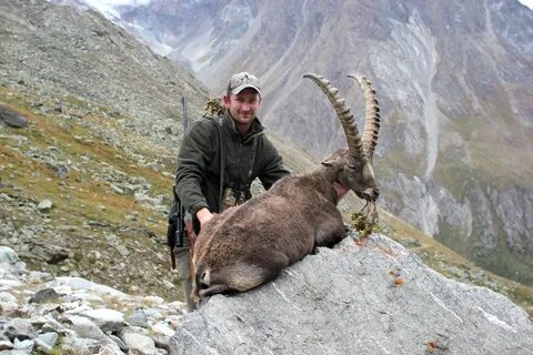 Steinbock Jagd im Wallis / Alpine Ibex Hunt in Valais, Switz