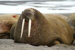 Acrylic Face Mounted Prints Walrus Tusk Whiskers Arctic Snow