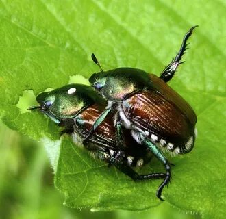 Picture of japanese beetles