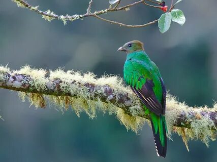 Quetzal-resplandecente // Resplendent Quetzal (Pharomachru. 