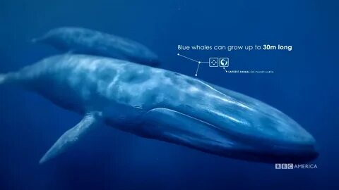 Blue Whale Fish