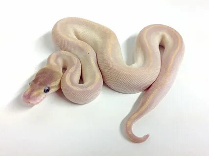 Black Pastel Crystal - Morph List - World of Ball Pythons Ba