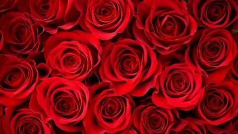 HD Red Rose Wallpaper - Live Wallpaper HD Rose flower pictur