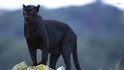 Wallpaper Black Panther Schwarzer Panther - Black Panther - 