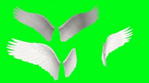 ANGEL Wings in GREEN SCREEN Animated 1080p - YouTube