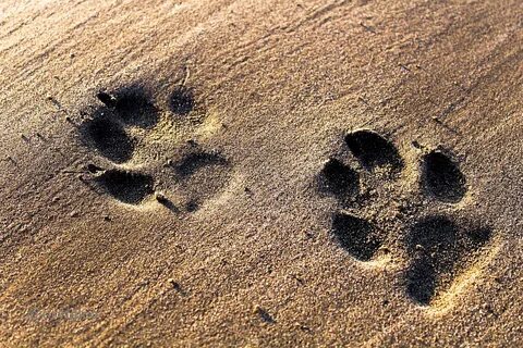 Dogs Footprints Sand - Free photo on Pixabay