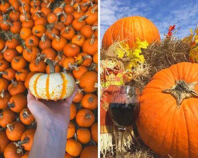 Here Are All The Best Pumpkin Patches For Fall In DFW - Metr