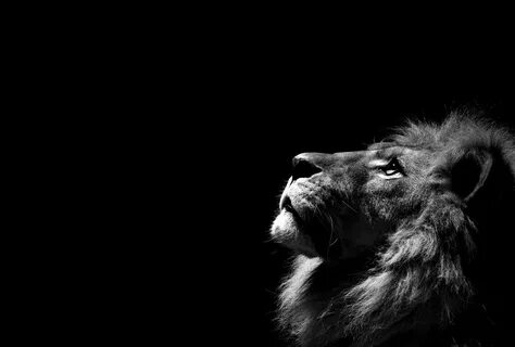 Lion's head, lion, animals, simple background, monochrome HD