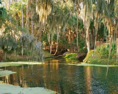 Gemini Springs Florida Photograph by Classic Color Creations