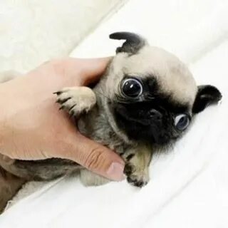 Pics of Pugs on Twitter Pug puppies for sale, Pug puppies, B