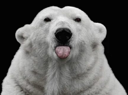 Polar Bear Tongue! :D Polar bear, Funny animals, Animals