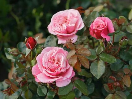 Французская роза (150 фото)