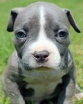 Pin on blue nose pitbull puppy for sale