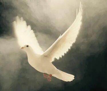 Holy Spirit Bird, Beautiful birds, Holy spirit