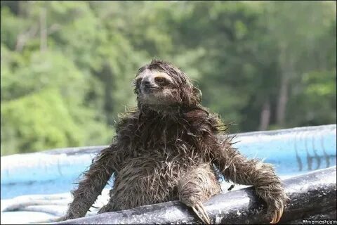 Wet sloth Blank Template - Imgflip