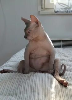 Sale funny hairless cat videos is stock