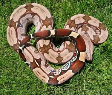 Boa constrictor Verkauf Sale