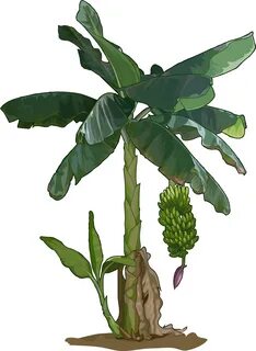 Planta De Banano Dibujo - Original Size PNG Image - PNGJoy