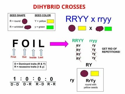 dihybrid-crosses fissi
