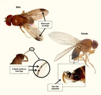 Keeping Spotted-Wing Drosophila Under Control - VSC NEWS.