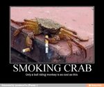 SMOKING CRAB Only a bull riding monkey is as cool as this