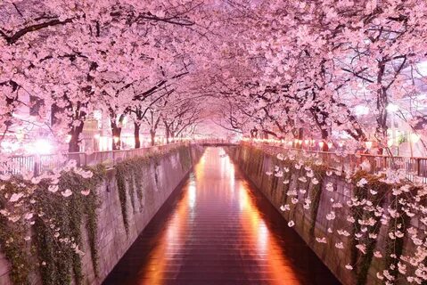 Images for japanese cherry blossom