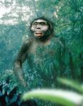 Kenyanthropus platyops is a 3.5- to 3.2-million-year-old (Pl