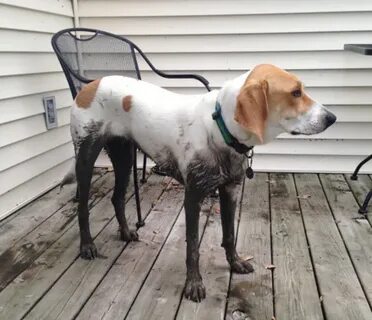 Treeing Walker Coonhound - Wikipedia