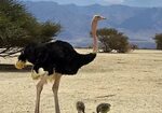 Обыкновенный страус: где обитает и чем питается?