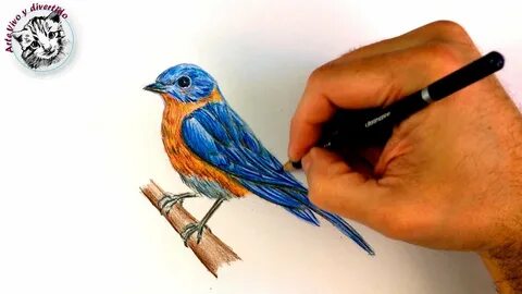 Como Dibujar un Pajaro Paso a Paso con Lapices de Colores - 