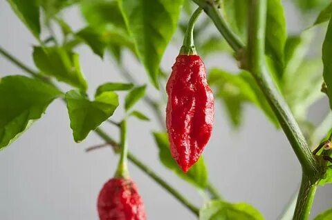 Best Ghost Peppers Stock Photos, Pictures & Royalty-Free Ima