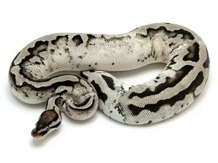 Markus Jayne Ball Pythons Ball python morphs, Ball python pe