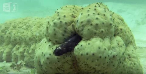 Sea Cucumber - The Awl - Medium