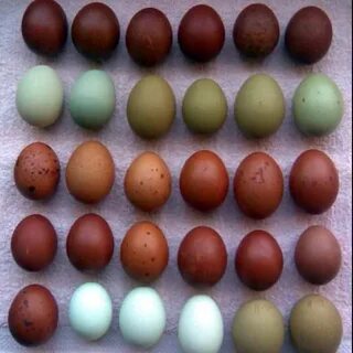 Natural colored eggs Olive egger, Chicken eggs, Chickens bac