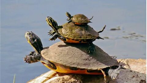 The Tower of Turtle - Imgur