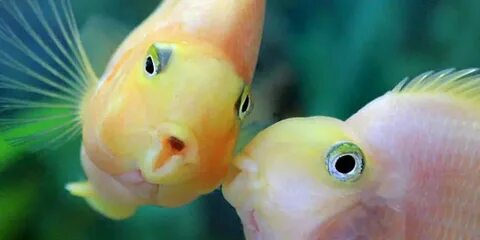 Рыбы, как и люди, могут делать паузу во время общения: Яндек