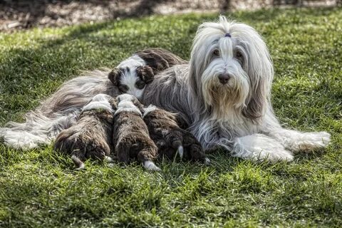 Бородатый колли (биардид, бирди): описание породы собак с фо
