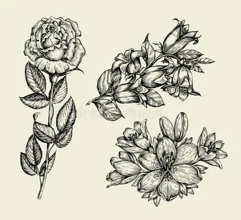 Lily Floral Invitation Romantic Design Stock Illustration - 