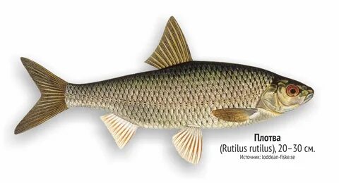 Рыбы Ленинградской области Коротко и ясно о самом интересном
