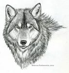 Easy Pencil Sketches of Animals Wolf Pencil Drawing by ... A