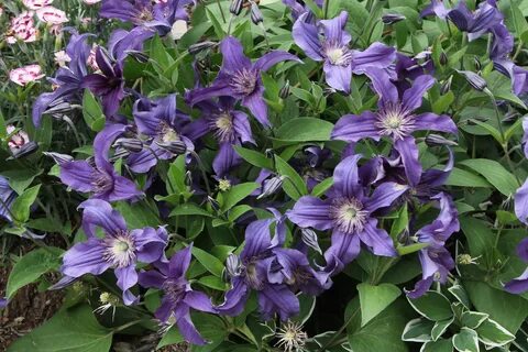 Clematis - different twists on an old favorite Clematis, Gro