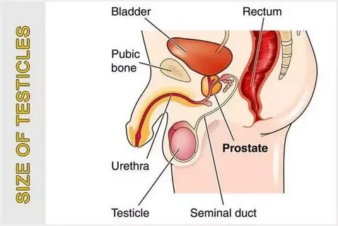 Average Testicle Size Average Male Testicle Size Dr. Elist